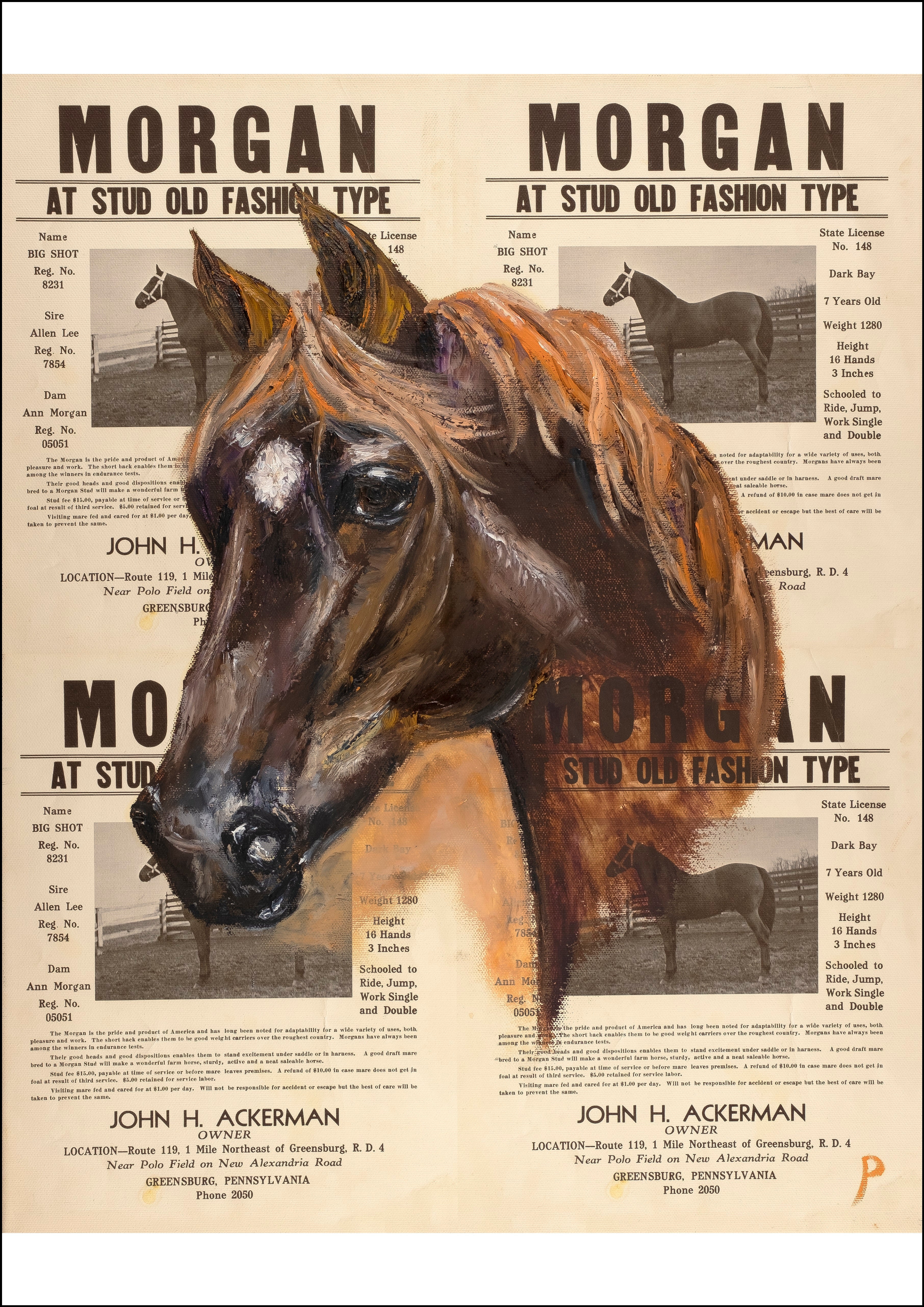 Morgan - Contemporary Horse Portrait
